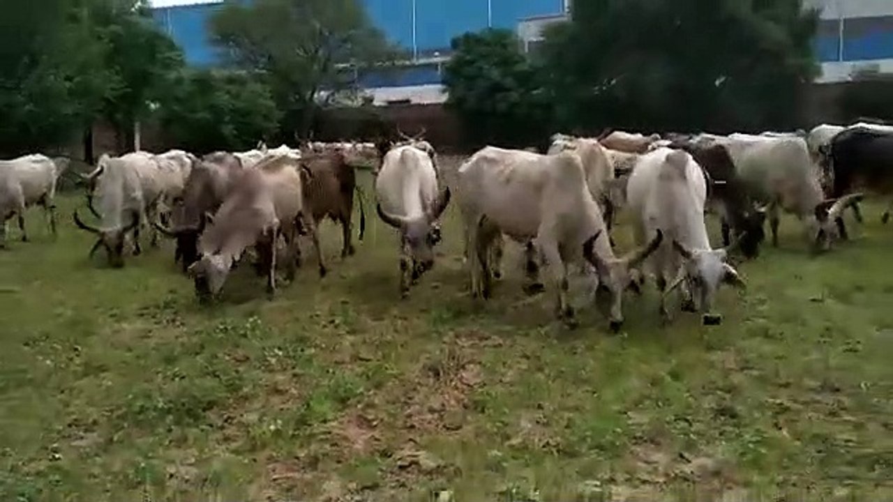 Kankrej_cow_breeders