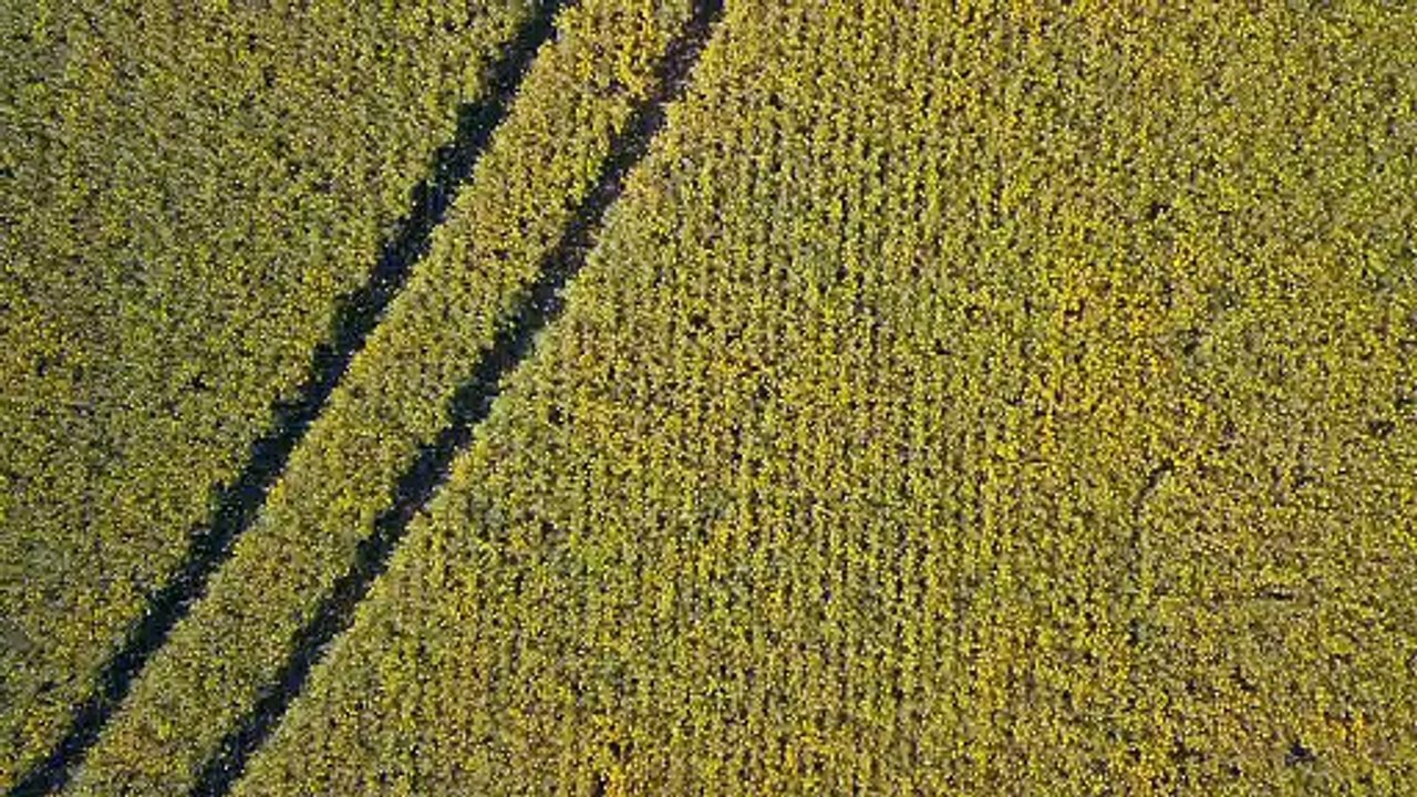 Taryn Elliott - Drone Footage Of Wheat Field Artworks - Nature (No Copyright Video 126) [4K] [WWW.ETOILE.APP]