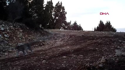 Burdur vaşaklar fotokapana takıldı