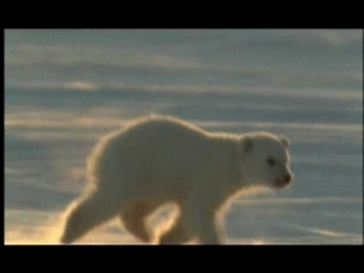 NATURE | Bears | Bears' Prey | - video Dailymotion