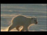 NATURE | Arctic Bears | Polar Bears' Prey | PBS