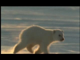 NATURE | Arctic Bears | Polar Bears' Prey | PBS