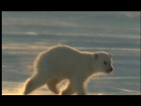 NATURE | Arctic Bears | Polar Bears' Prey | PBS