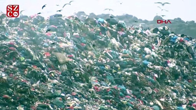 Aç kalan martılar katı atık imha merkezine akın etti