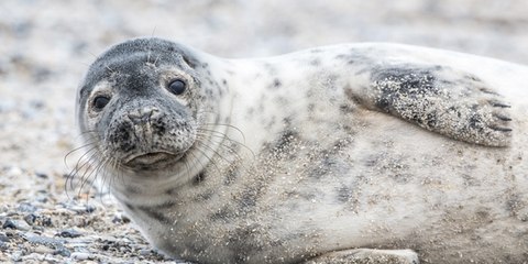 Las focas ‘rescatan’ a una compañera atrapada en el desagüe de la piscina