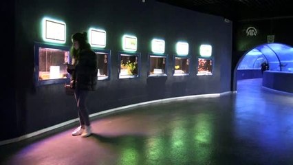 "Bozkır kenti"nin dalgıçları balıkları elleriyle besliyor - ESKİŞEHİR