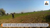 पाकिस्तान से टिडि्डयों का हमला जारी, मचा हाहाकार, तबाह होती फसलों को बचाने हजारों किसानों ने संभाला मोर्चा 