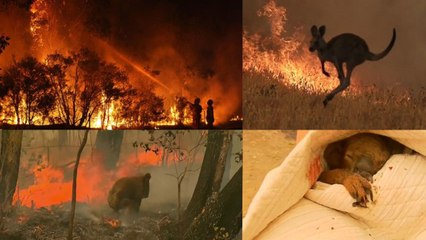 ¿Por qué son tan peligrosos los incendios en Australia?