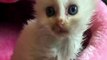 Cute Kittens & Cats Video Compilation 2020 - Latest Video Compilation of Kitten & Cats