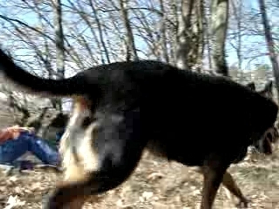 Mes chiennes à la campagne