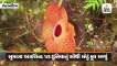 વૈજ્ઞાનિકોને દુનિયાનું સુધી મોટું ખીલેલું ફૂલ ઈન્ડોનેશિયાના જંગલમાંથી મળ્યું