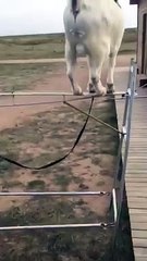 Monkey and Goat Roadside Circus