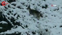 Tunceli'de yiyecek ararken görüntülendiler