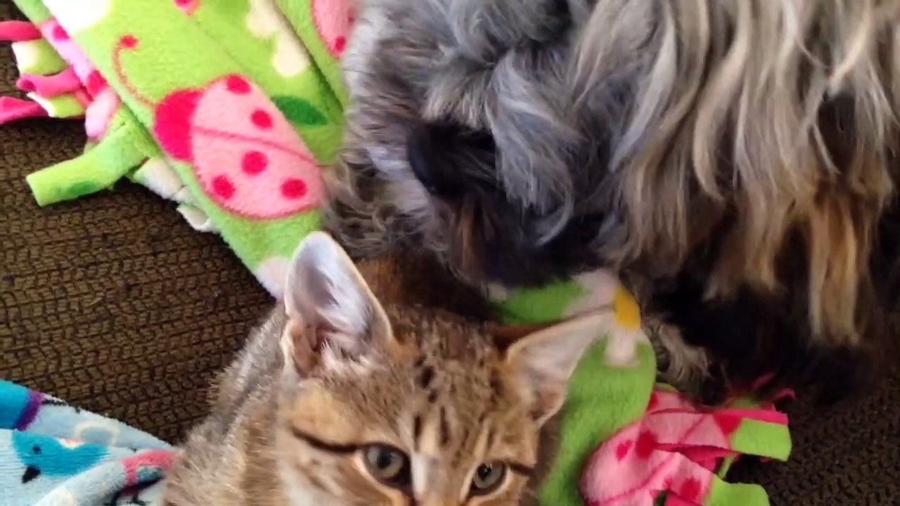 Cutest Dogs and Cats | Funny Pet Videos