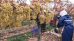 Manisa’da 'Ocak' ayında yılın ilk üzüm hasadı yapıldı