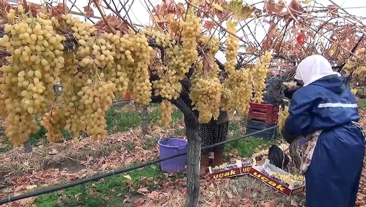 Manisa’da 'Ocak' ayında yılın ilk üzüm hasadı yapıldı