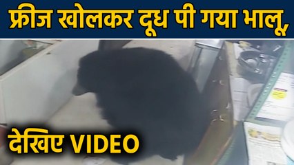 Hotel में फ्रीज खोलकर Milk पी गया भालू और जाते-जाते Packet भी  ले गया साथ | वनइंडिया हिंदी