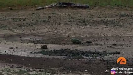 Frog Stalks and Hunts Butterflies