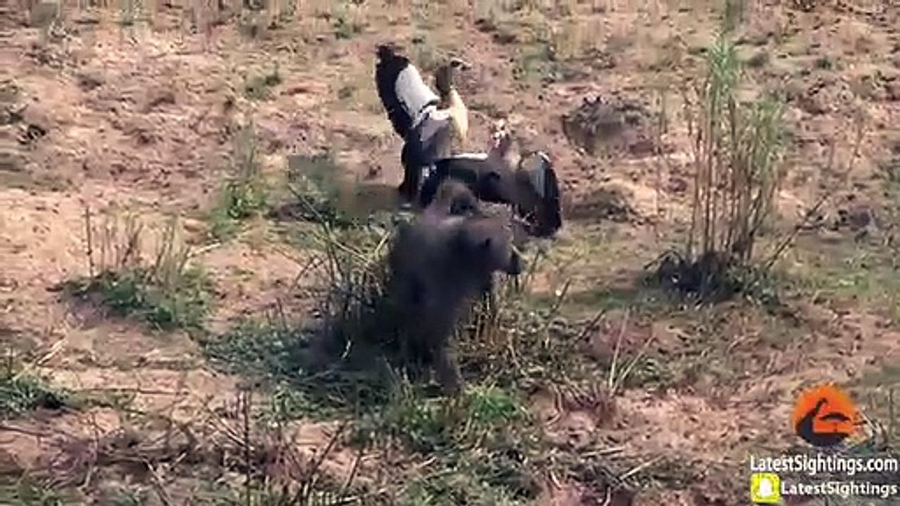 Geese Brutally Attack Hungry Baboon