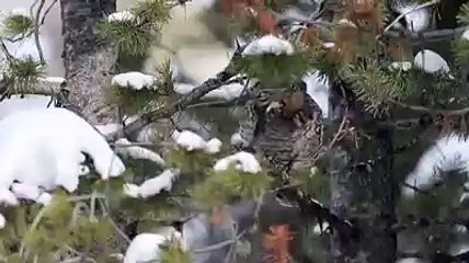 Beautiful reciting the holy Quran