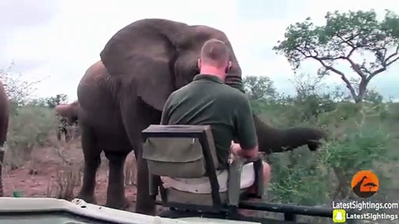 Extremely Close Elephant Encounter