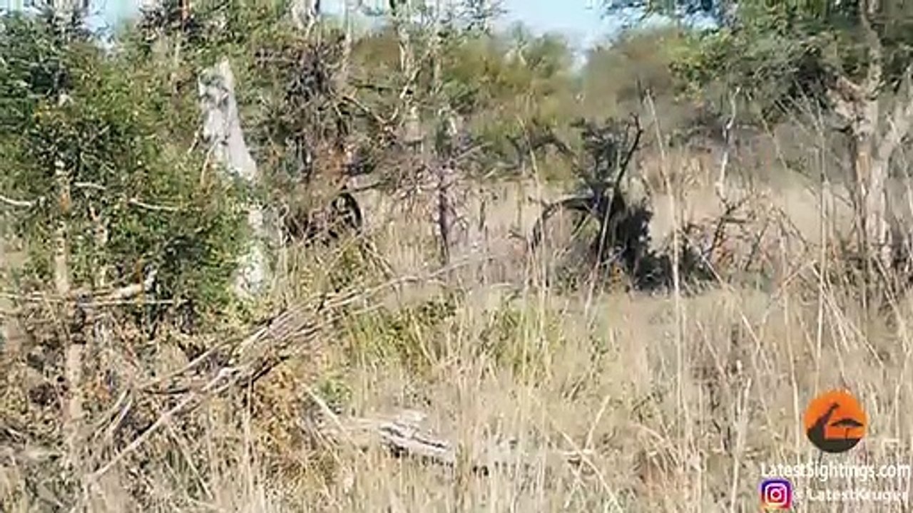 Extremely Quick Leopard Kill