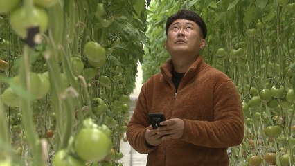 AI가 농사짓는 시대...스마트팜도 진화한다 / YTN