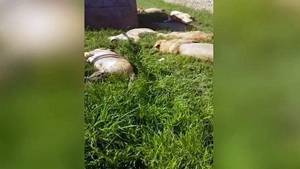 'Büyü' için aslanları öldürdüler; 8 aslan pençeleri ve yüzleri kesik halde bulundu