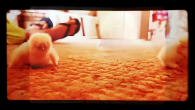 2 bébés poussins poulets... trop mignons !