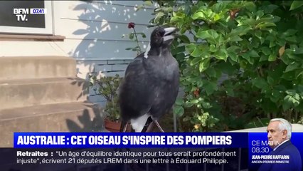 Incendies en Australie: cette pie imite le bruit des sirènes des pompiers