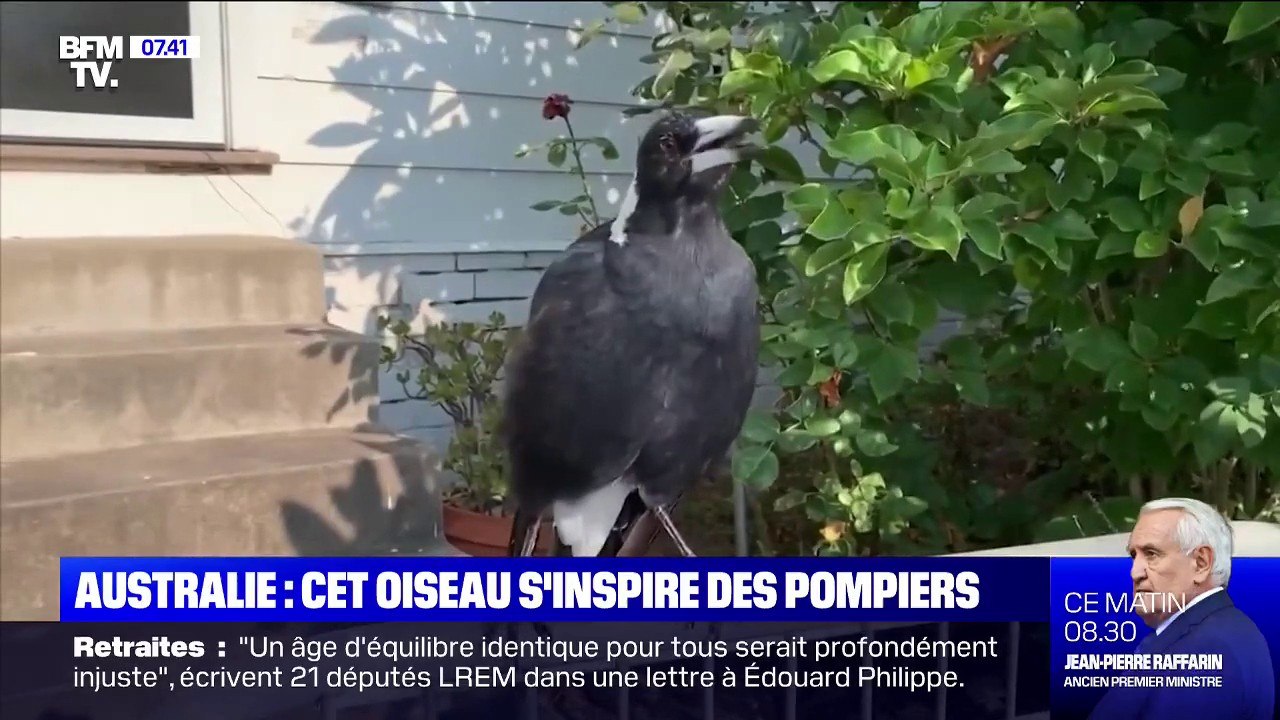 Incendies en Australie: cette pie imite le bruit des sirènes des pompiers