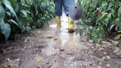 Serik'te seralar sular altında kaldı