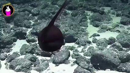 Awalnya Dikira Sampah Seperti Balon Didalam Laut, Yang Terjadi Selanjutnya Sungguh Mencengangkan!