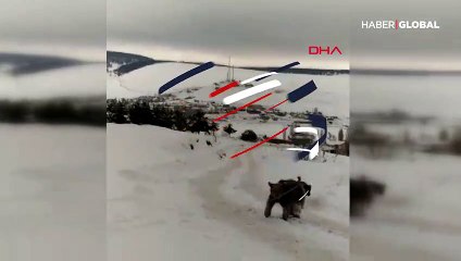 Kent merkezine inen ayının köpeklerle mücadelesi