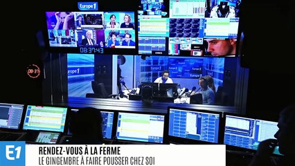 Le gingembre à faire pousser chez soi