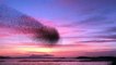 Les images incroyables de nuées d'oiseaux qui forment un nuage mouvant
