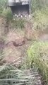 Quand un anaconda apparait en plein chantier sous les yeux des ouvriers