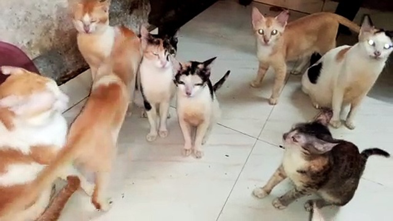 15 Cats Waiting To Eat Fish Cats Compilation Part-1
