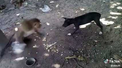 Monkey vs dog | monkey fight with dog | very funny video