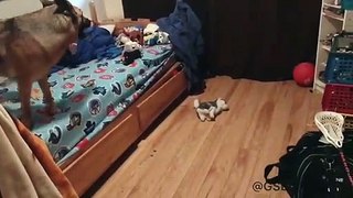 German Shepherd Acts As Mom's Alarm Clock For the Kids