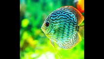 Top 10 most beautiful fishes in the world