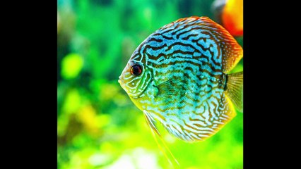 Top 10 most beautiful fishes in the world