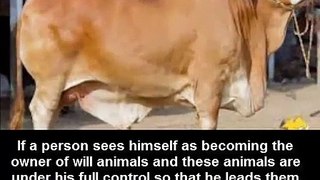 Cattle . چوپائے کو خواب میں دیکھنے کی تعبیر ہے کہ مال حلال ملے گا