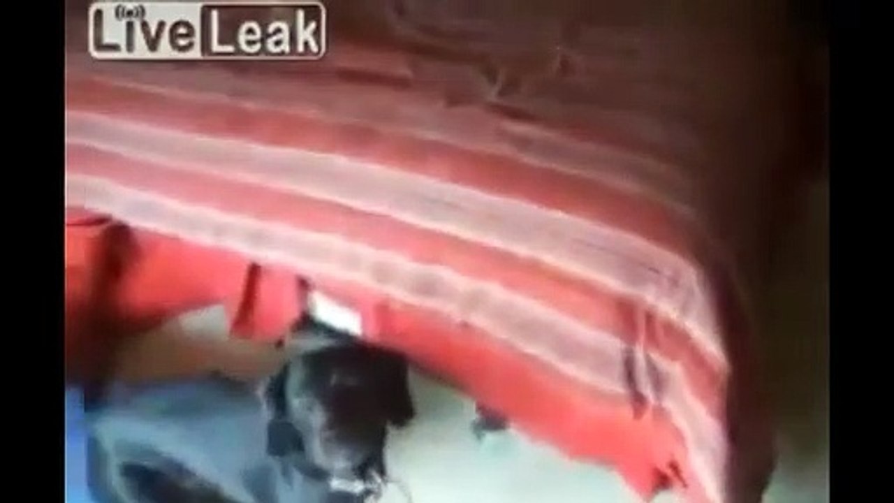 ANIMALES DIVERTIDOS COMPILATION
