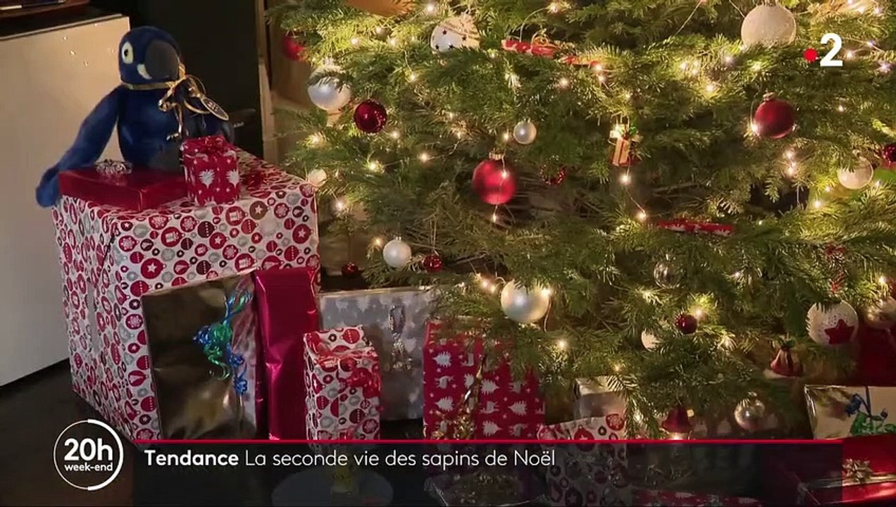 Tendance : quelle est la seconde vie des sapins de Noël ?