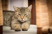 Este gato feroz se enfrenta a una jauría de perros rabiosos y sale victorioso