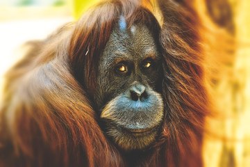 La desesperada lucha de este orangután contra los humanos que destruyen su hogar