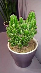 My new plants - cactus, .....