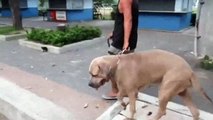 Este perro intenta morder a las crías de una gata y se lleva una gran lección…