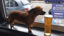 El perro 'borrachín' que bebe cerveza como si no hubiera mañana